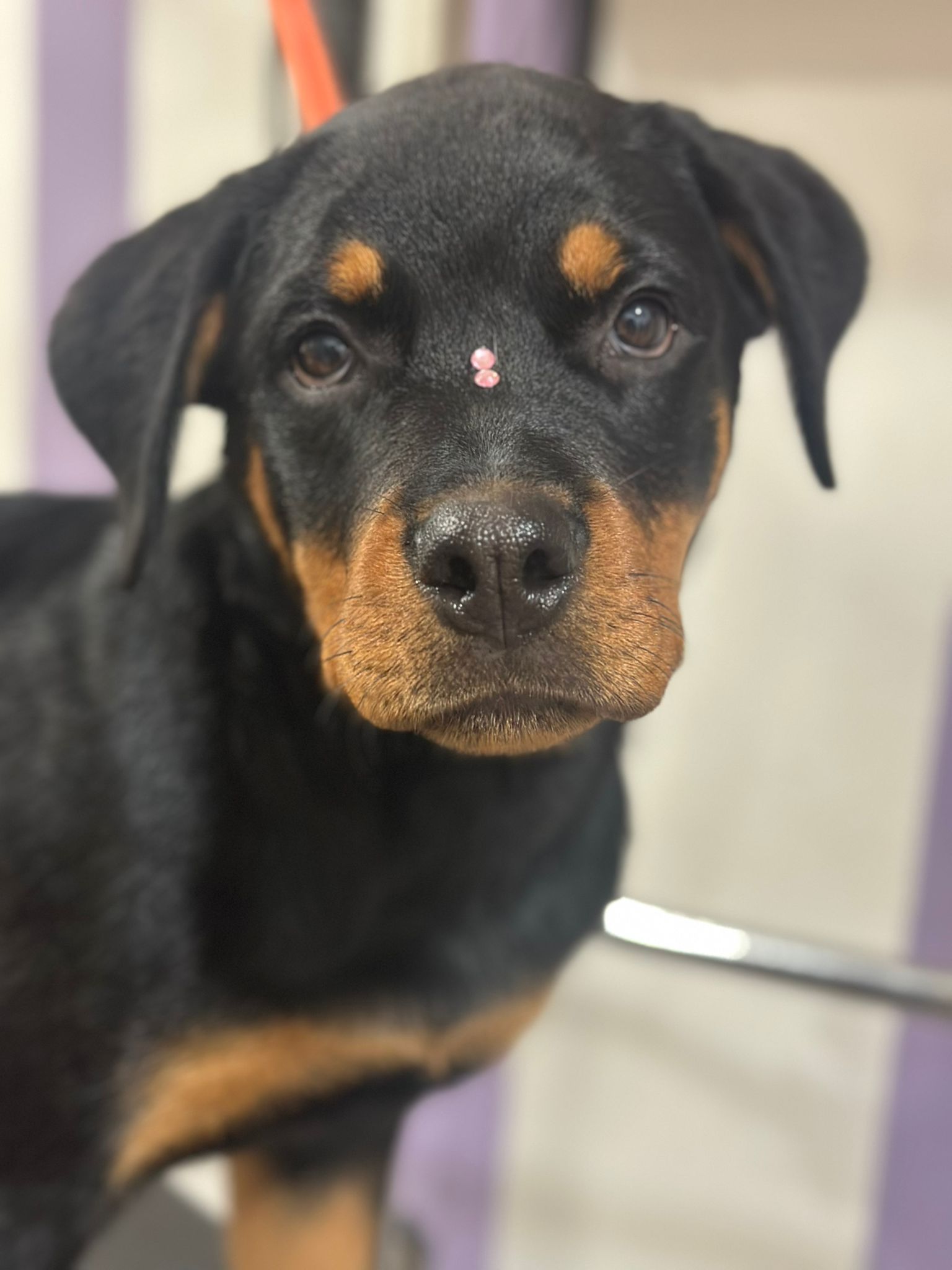 Imagen 1 de la galería